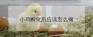 小鸡孵化后应该怎么做_养殖方法
