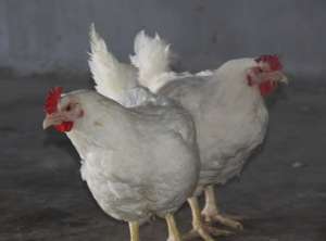 肉种鸡间隔饲喂法_养殖方法