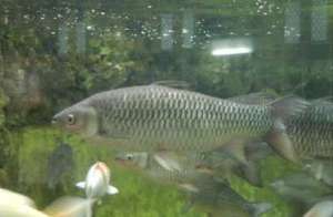 三招增强鱼池生物补氧_养殖方法
