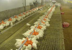 肉仔鸡秋季养殖技术_养殖方法