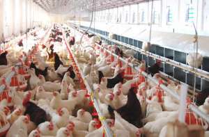 如何防止肉子鸡饲料浪费_养殖方法