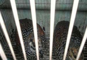 鹧鸪的养殖方法_养殖方法