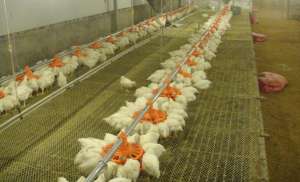 肉仔鸡饲养控制好温湿度_养殖方法