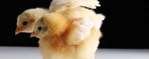 小鸡公母怎么分别_养殖方法