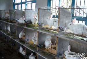 不同季节的家兔饲养管理_养殖方法