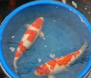 锦鲤养殖水体PH值调整方法_养殖方法