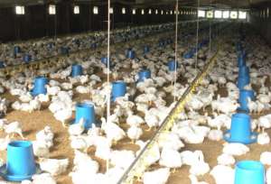 肉仔鸡初次喂水喂料注意啥？_养殖方法
