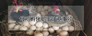 母鸡孵化鹅蛋注意事项_养殖方法