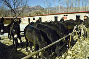 肉驴养殖需注意的几点_养殖方法