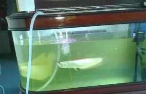 观赏鱼养殖中，导致鱼缸水质浑浊的3种原因_养殖方法