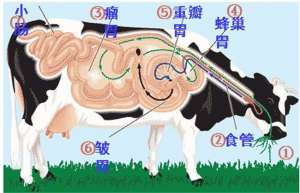 牛反刍的特点_养殖方法