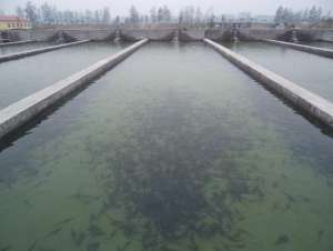 鳜鱼苗的管理与两个注意事项_养殖方法