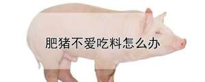 肥猪不爱吃料怎么办_养殖方法