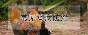 常见鸡病防治_养殖方法