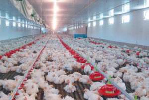肉仔鸡合理饲喂_养殖方法