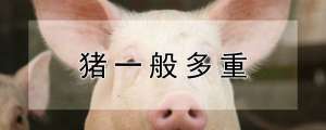 猪一般多重_养殖方法
