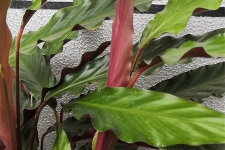 新买的紫背竹芋怎么养【库百科农业网】