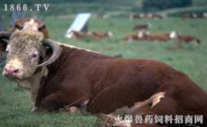 牛几种常见中毒病的治疗【库百科农业网】
