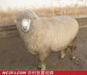 考摩羊【库百科农业网】
