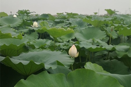 昆明适合养什么花，市花和市树是什么【库百科农业网】