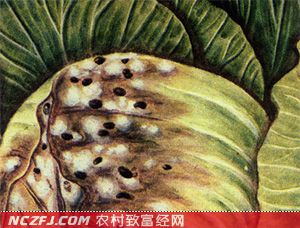 蔬菜菌核病的发生与防治方法[农广天地视频]【库百科农业网】