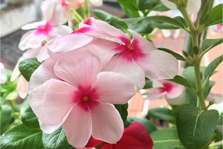新买的长春花怎么养【库百科农业网】