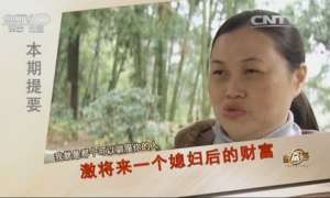 [致富经]钟华：激将来一个媳妇后规模化养羊创业的故事【库百科农业网】