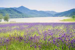 薰衣草种子怎么催芽，薰衣草种子要泡吗【库百科农业网】