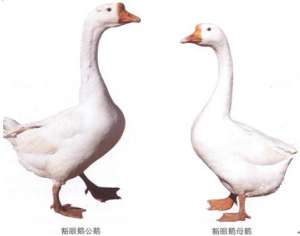豁眼鹅(疤拉眼鹅)【库百科农业网】
