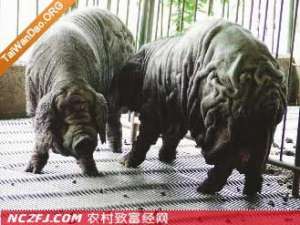 桃园猪【库百科农业网】