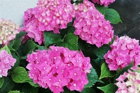 鞍山适合养什么花，市花和市树是什么【库百科农业网】