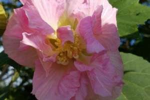 芙蓉花把叶子拿下来栽上能活吗，繁殖方法【库百科农业网】