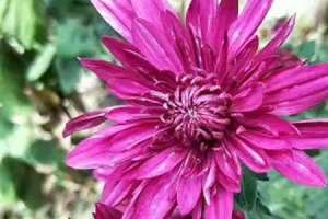 菊花品种，菊花的种类【库百科农业网】
