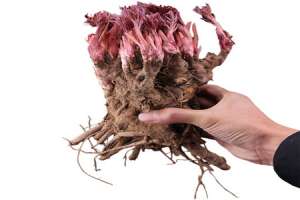 芍药根块带芽种植方法【库百科农业网】