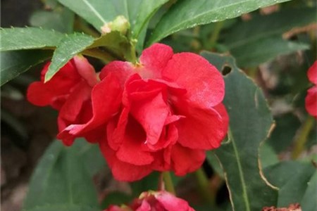 凤仙花养殖方法和注意事项【库百科农业网】