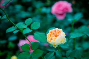 月季花什么时候开，花语是什么【库百科农业网】