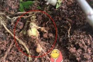 根结线虫用什么药效果好，怎么预防【库百科农业网】