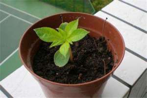 樱桃栽培种植方法【库百科农业网】