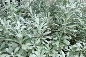 芙蓉菊的花语和寓意，送人有什么禁忌【库百科农业网】