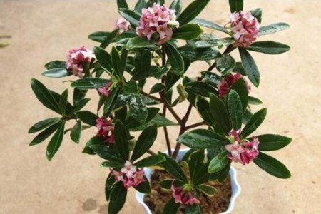 瑞香花