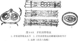 鹅矛形剑带绦虫病的症状、诊断和防冶方法【库百科农业网】