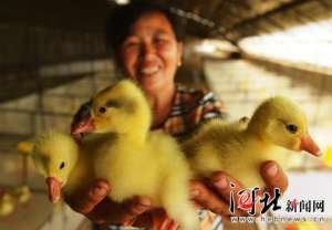 迁安“铁老板”转行养鹅 带动70多户村民走上致富路【库百科农业网】