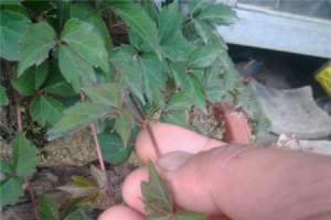 新买的爬山虎怎么养【库百科农业网】