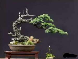 盆景树枝快速生长增粗的几个诀窍【库百科农业网】
