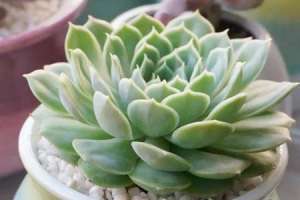 多肉移植后要浇水吗【库百科农业网】