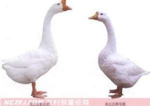 闽北白鹅养殖技术 [农广天地]【库百科农业网】