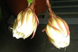 昙花可以嫁接在仙人掌上吗，可以养在室内吗【库百科农业网】