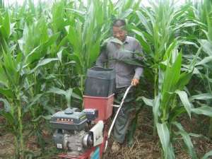 夏玉米种植的穗期管理技术[农广天地]【库百科农业网】