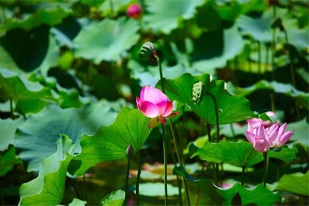 鞍山适合养什么花，市花和市树是什么【库百科农业网】