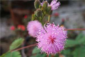 含羞草花语，含羞草开花吗【库百科农业网】